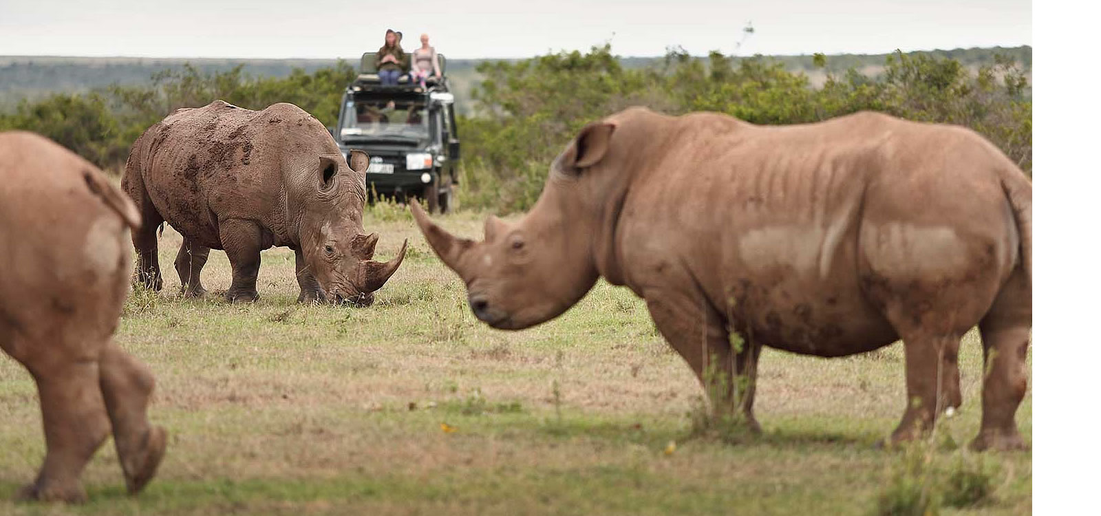 Rhinos